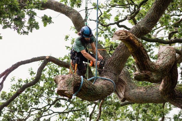 Professional Tree Services in Arnold, PA